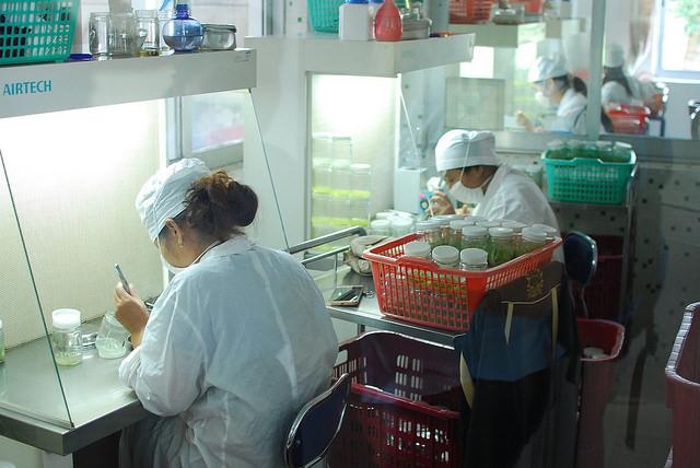 Lab Techs at Hainan nursery